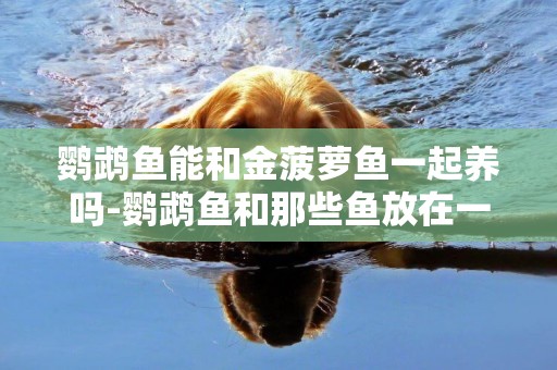 鸚鵡魚能和金菠蘿魚一起養嗎-鸚鵡魚和那些魚放在一起混養最好