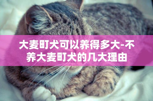 大麥町犬可以養得多大-不養大麥町犬的幾大理由