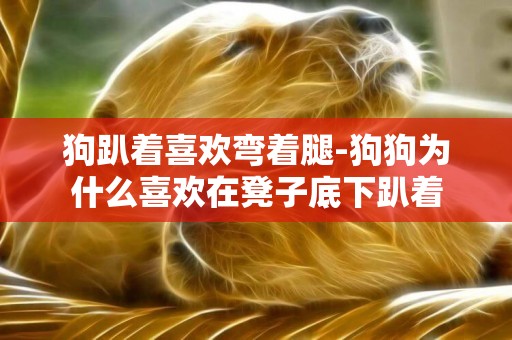 狗趴著喜歡彎著腿-狗狗為什么喜歡在凳子底下趴著