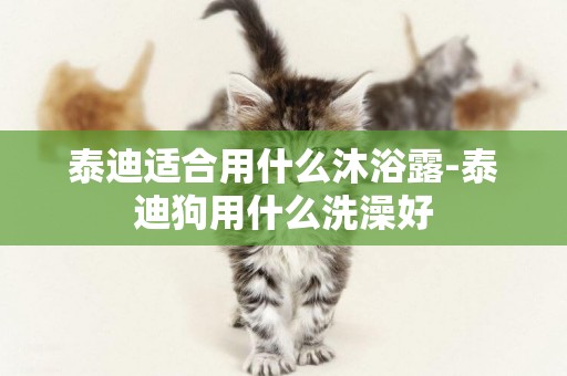 泰迪適合用什么沐浴露-泰迪狗用什么洗澡好