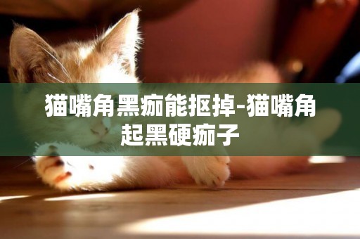 貓嘴角黑痂能摳掉-貓嘴角起黑硬痂子