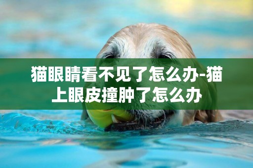 貓眼睛看不見了怎么辦-貓上眼皮撞腫了怎么辦