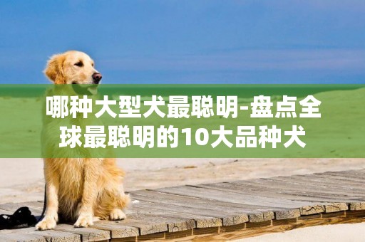 哪種大型犬最聰明-盤點全球最聰明的10大品種犬
