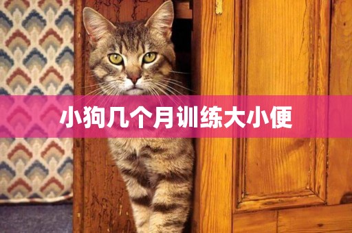 小狗幾個月訓練大小便