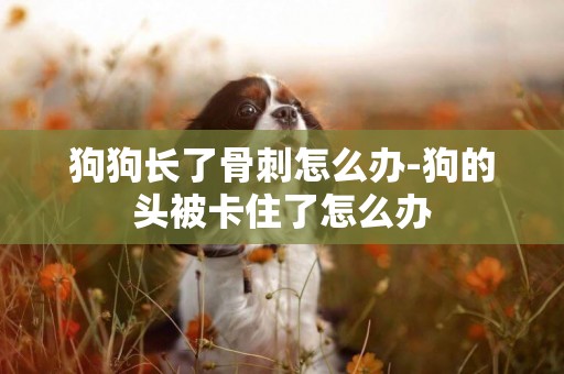 狗狗長了骨刺怎么辦-狗的頭被卡住了怎么辦