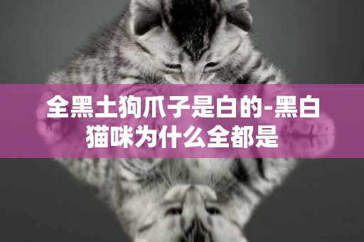 全黑土狗爪子是白的-黑白貓咪為什么全都是
