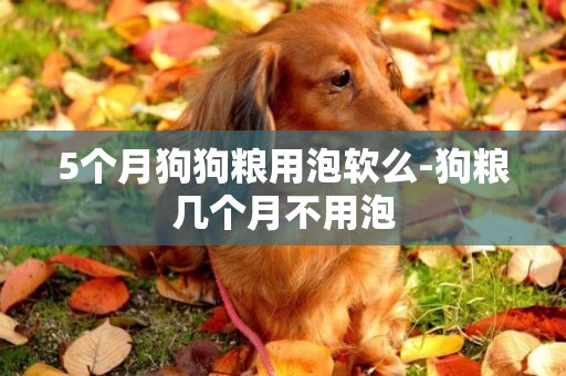 5個月狗狗糧用泡軟么-狗糧幾個月不用泡