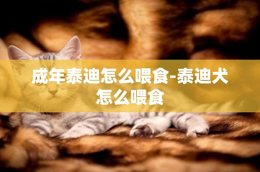 成年泰迪怎么喂食-泰迪犬怎么喂食