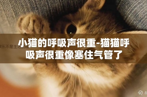 小貓的呼吸聲很重-貓貓呼吸聲很重像塞住氣管了