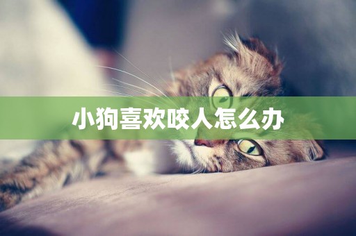 小狗喜歡咬人怎么辦