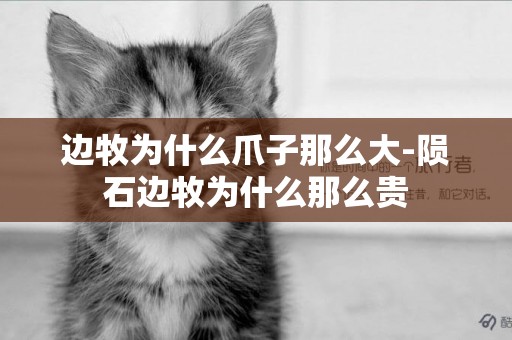 邊牧為什么爪子那么大-隕石邊牧為什么那么貴