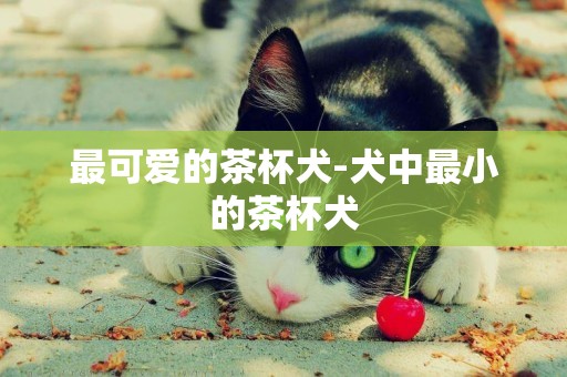 最可愛的茶杯犬-犬中最小的茶杯犬