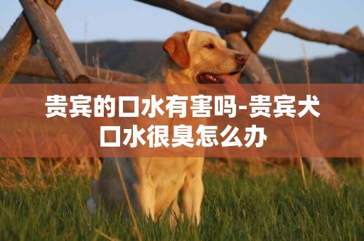 貴賓的口水有害嗎-貴賓犬口水很臭怎么辦
