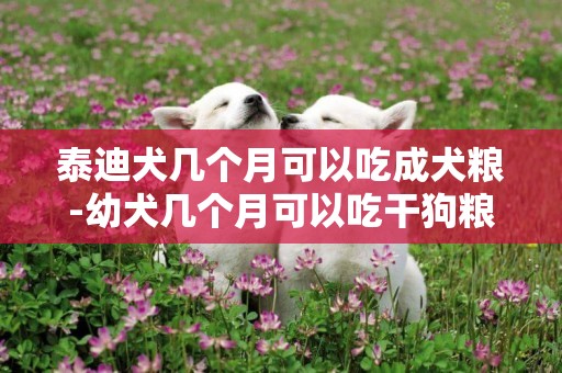 泰迪犬幾個月可以吃成犬糧-幼犬幾個月可以吃干狗糧
