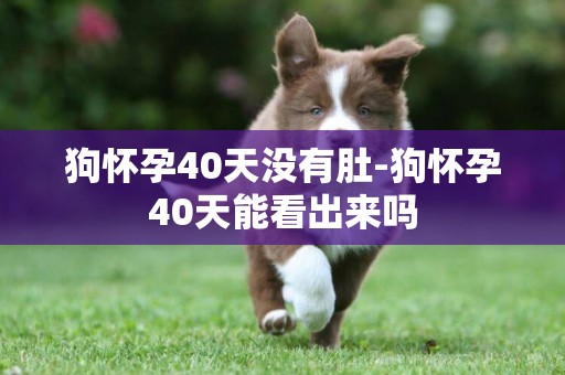 狗懷孕40天沒有肚-狗懷孕40天能看出來嗎