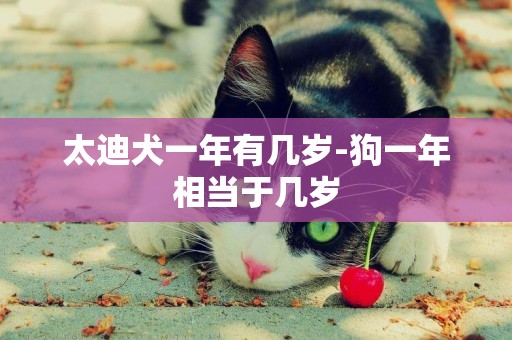 太迪犬一年有幾歲-狗一年相當于幾歲