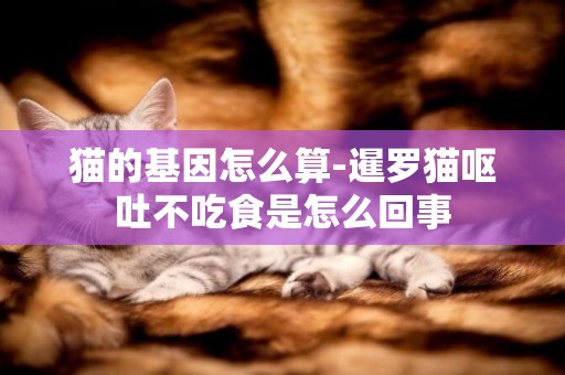 貓的基因怎么算-暹羅貓嘔吐不吃食是怎么回事