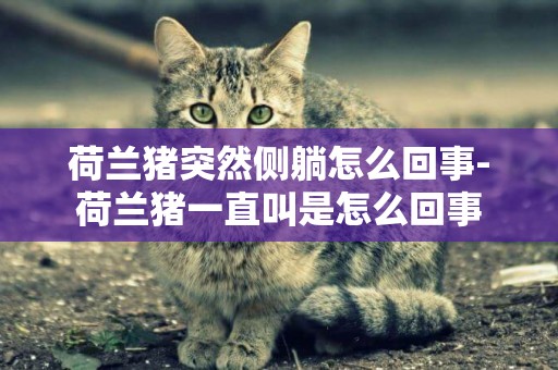 荷蘭豬突然側躺怎么回事-荷蘭豬一直叫是怎么回事