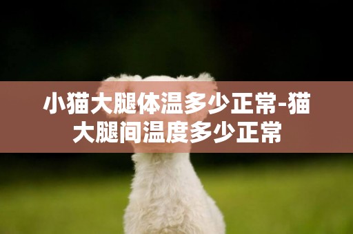 小貓大腿體溫多少正常-貓大腿間溫度多少正常