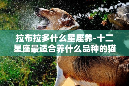 拉布拉多什么星座養-十二星座最適合養什么品種的貓