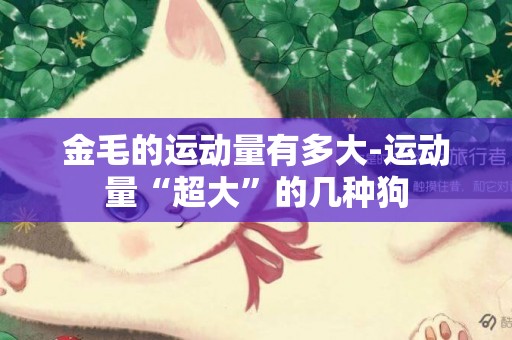 金毛的運動量有多大-運動量“超大”的幾種狗