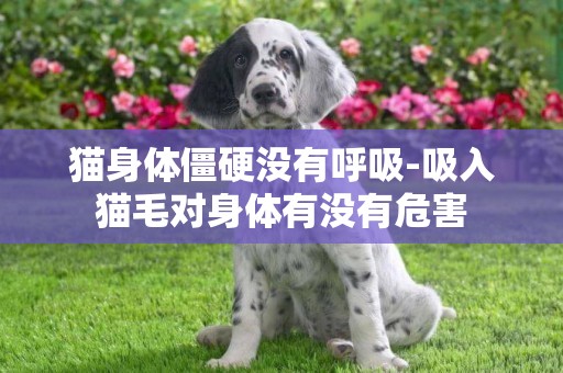 貓身體僵硬沒有呼吸-吸入貓毛對身體有沒有危害