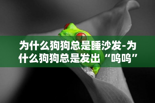 為什么狗狗總是睡沙發-為什么狗狗總是發出“嗚嗚”聲