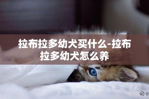 拉布拉多幼犬買什么-拉布拉多幼犬怎么養
