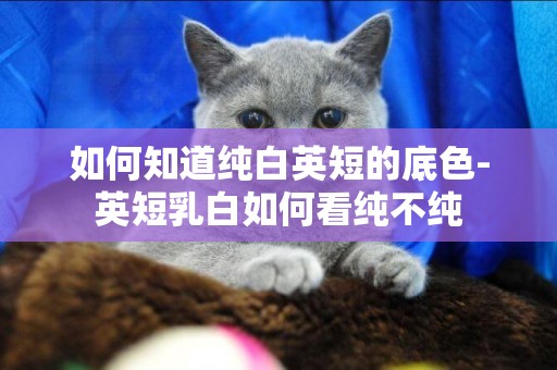 如何知道純白英短的底色-英短乳白如何看純不純
