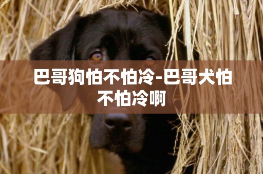 巴哥狗怕不怕冷-巴哥犬怕不怕冷啊