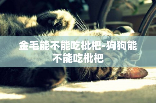 金毛能不能吃枇杷-狗狗能不能吃枇杷
