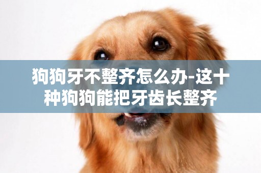 狗狗牙不整齊怎么辦-這十種狗狗能把牙齒長整齊