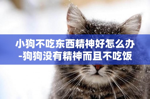 小狗不吃東西精神好怎么辦-狗狗沒有精神而且不吃飯該怎么辦