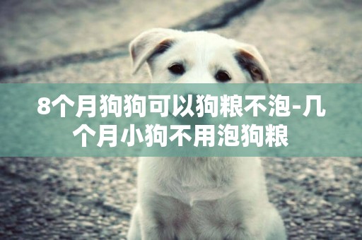 8個月狗狗可以狗糧不泡-幾個月小狗不用泡狗糧