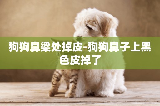 狗狗鼻梁處掉皮-狗狗鼻子上黑色皮掉了