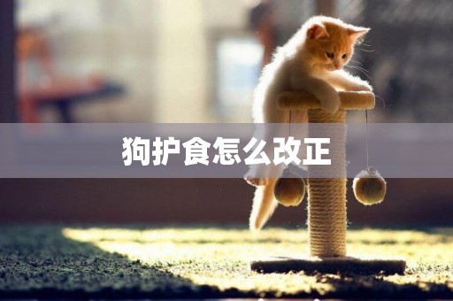 狗護食怎么改正