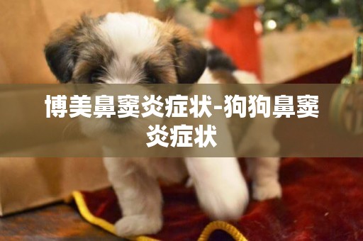 博美鼻竇炎癥狀-狗狗鼻竇炎癥狀