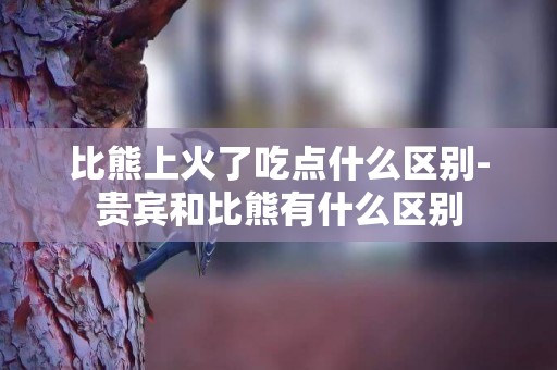 比熊上火了吃點什么區別-貴賓和比熊有什么區別