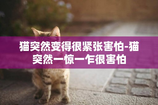 貓突然變得很緊張害怕-貓突然一驚一乍很害怕