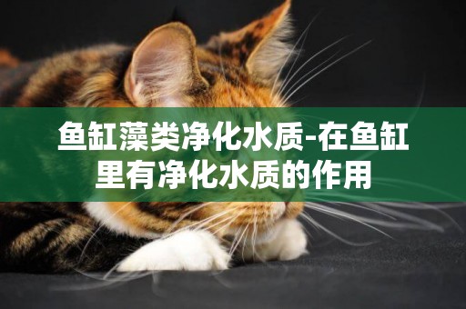 魚缸藻類凈化水質-在魚缸里有凈化水質的作用