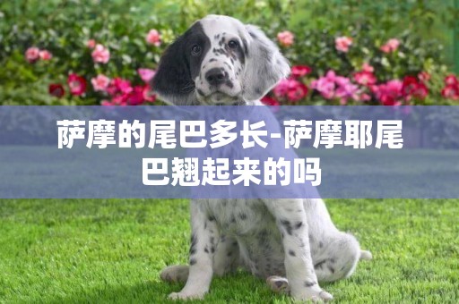 薩摩的尾巴多長-薩摩耶尾巴翹起來的嗎