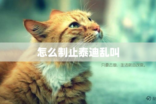 怎么制止泰迪亂叫