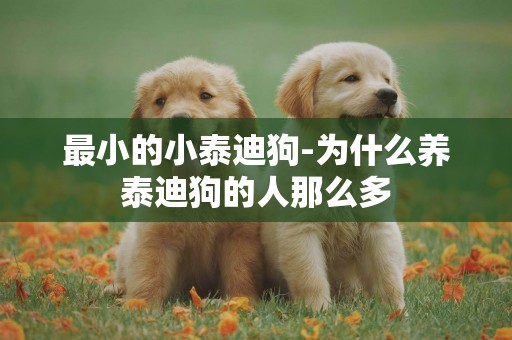 最小的小泰迪狗-為什么養泰迪狗的人那么多