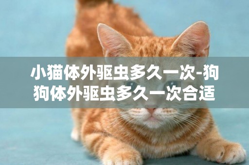 小貓體外驅蟲多久一次-狗狗體外驅蟲多久一次合適