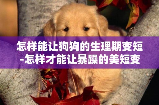 怎樣能讓狗狗的生理期變短-怎樣才能讓暴躁的美短變得溫順呢