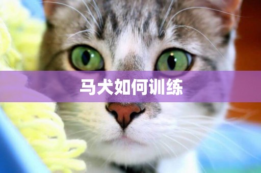 馬犬如何訓練