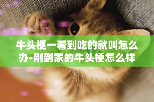 牛頭梗一看到吃的就叫怎么辦-剛到家的牛頭梗怎么樣