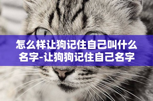 怎么樣讓狗記住自己叫什么名字-讓狗狗記住自己名字