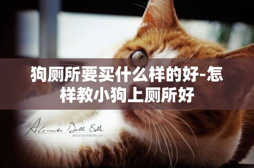 狗廁所要買什么樣的好-怎樣教小狗上廁所好