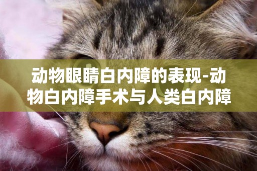 動物眼睛白內障的表現-動物白內障手術與人類白內障手術的區別